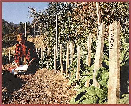 PHOTO OF JAN BLM IN THE GARDEN TAKING NOTES OF THE SPINACH TRIALS AT SEEDS BLM
