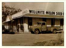 Willhite Melon Seed